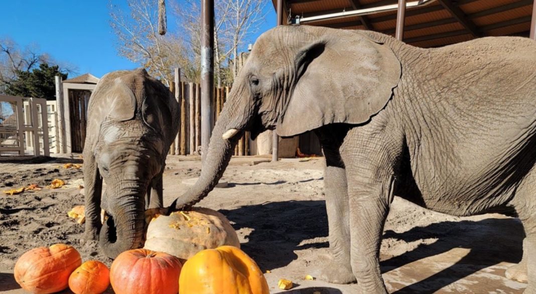 Hogle Zoo animals to smash pumpkins on Thanksgiving Gephardt Daily