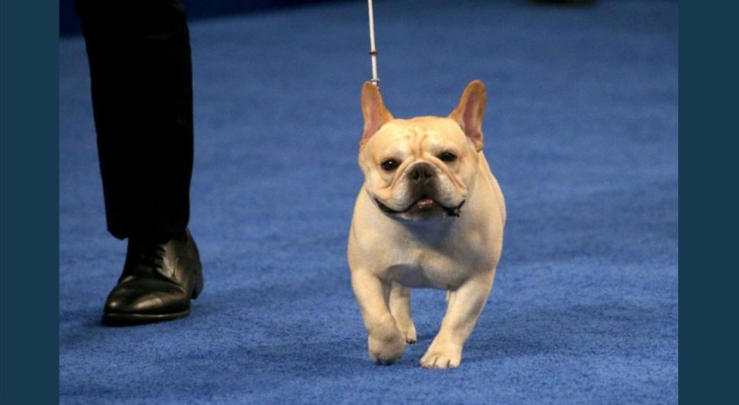 French bulldog wins Best in Show at the National Dog Show in Philly