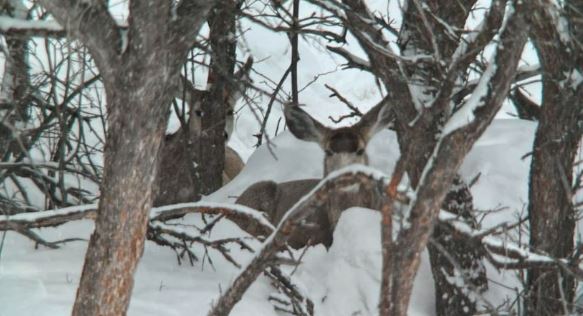 Photo: Utah Division of Wildlife Resources