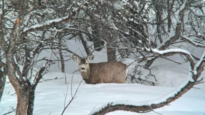 Photo: Utah Division of Wildlife Resources