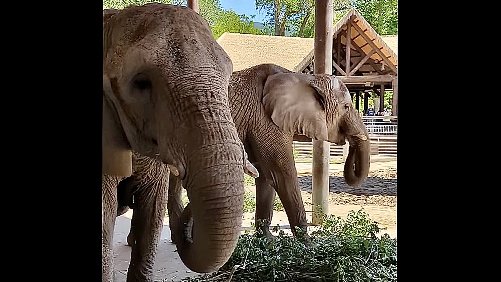 Why are Elephants Leaving Hogle Zoo  