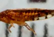 Border agents find destructive insect species seen in U.S. for first time