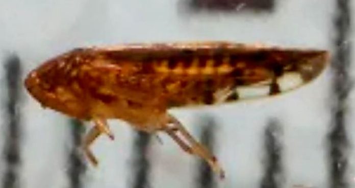 Border-agents-find-dangerous-insect-species-seen-in-US-for-first-time