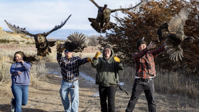Meet the Flockers