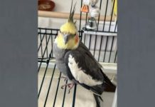 Illinois family’s 33-year-old cockatiel named as oldest in the world