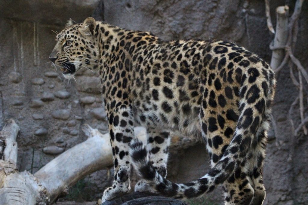 Two cubs born to Hogle Zoo Amur leopard Zeya | Gephardt Daily