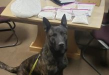 Grand County Sheriff pays tribute to UHP K-9 Leo Dog on a leash sits in a room with a table and several bags of white powder on the table.
