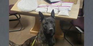 Dog on a leash sits in a room with a table and several bags of white powder on the table.