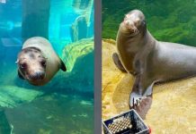 Split-image of two seals: left, swimming toward the camera underwater; right, lounging on rocks by a crate near green pool water.