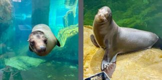Split-image of two seals: left, swimming toward the camera underwater; right, lounging on rocks by a crate near green pool water.