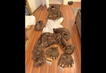 Furry werewolf costume parts spread on a wooden floor, including long shaggy arms, legs, and a clawed head on display.