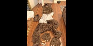 Furry werewolf costume parts spread on a wooden floor, including long shaggy arms, legs, and a clawed head on display.