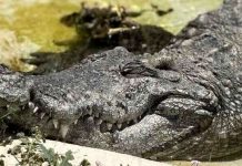 Close-up of a crocodile resting with its mouth slightly open, showing sharp teeth along a muddy riverbank.