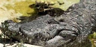 Close-up of a crocodile resting with its mouth slightly open, showing sharp teeth along a muddy riverbank.