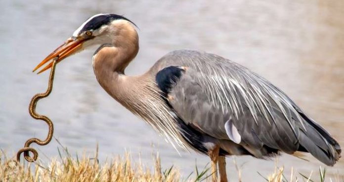 Great blue heron