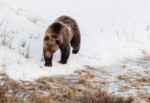 Brown bear walking along a snowy riverbank beside a partially thawed stream.