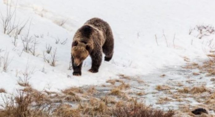Grizzly bear Brown bear walking along a snowy riverbank beside a partially thawed stream.
