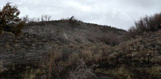Charred hillside after a wildfire with blackened brush and scorched shrubs under a cloudy sky, sparse greenery at the bottom edge