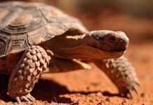 Close-up of a desert tortoise crawling on red dirt, showing its textured shell and scaly legs.