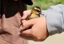 Two people hold a small bird gently between their hands, close up on the bird.