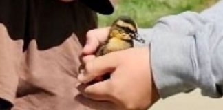 Two people hold a small bird gently between their hands, close up on the bird.