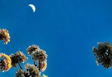 Blue sky with a crescent moon above frost-covered, flowering branches at the bottom of the frame.