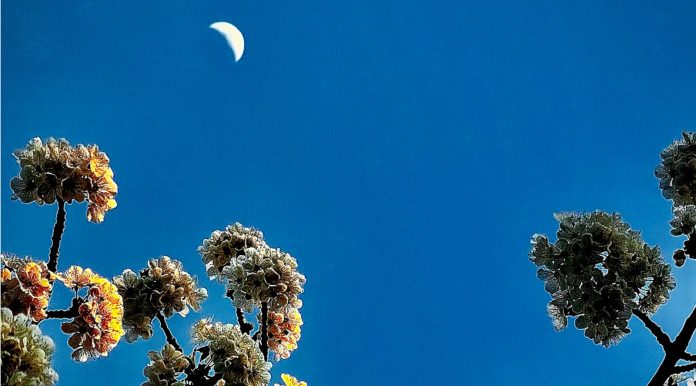 Blue sky with a crescent moon above frost-covered, flowering branches at the bottom of the frame.