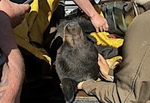 Rescue workers in tan uniforms gently handle a black kangaroo wrapped in a yellow blanket.