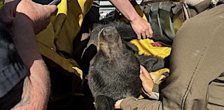 Rescue workers in tan uniforms gently handle a black kangaroo wrapped in a yellow blanket.