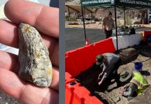 Hand holding a small, fossil-like rock with rough, light-gray surface and orange mineral patches close to the camera, indoors/outdoors context unclear due to zoomed-in shot.