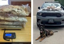 Three large clear plastic bags stacked on a digital scale on a wooden table (left panel). In the right panel: a German Shepherd or similar police dog lying on the pavement in front of a gray pickup truck with gear on the hood and a leash around the dog.