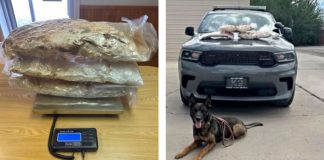 Three large clear plastic bags stacked on a digital scale on a wooden table (left panel). In the right panel: a German Shepherd or similar police dog lying on the pavement in front of a gray pickup truck with gear on the hood and a leash around the dog.