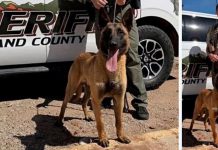 German Shepherd police dog standing in front of a sheriff's patrol vehicle with an officer nearby in a desert area.