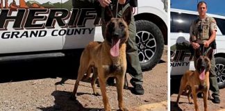 German Shepherd police dog standing in front of a sheriff's patrol vehicle with an officer nearby in a desert area.