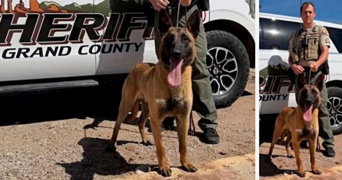 German Shepherd police dog standing in front of a sheriff's patrol vehicle with an officer nearby in a desert area.