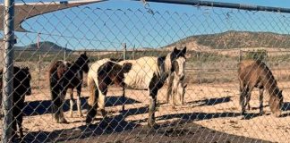 Horses standing in a sandy pen behind a chain-link fence with desert hills in the background.