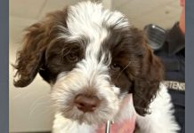 Close-up of a brown-and-white fluffy puppy looking at the camera with a soft expression.