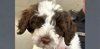 Close-up of a brown-and-white fluffy puppy looking at the camera with a soft expression.