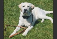 White dog lying on green grass with a brown leash in front, looking at the camera outdoors