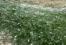 Green grass with small white petals scattered across the surface, creating a speckled look