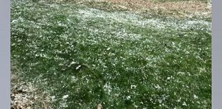 Green grass with small white petals scattered across the surface, creating a speckled look