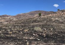 Desert hillside after a wildfire: blackened soil with sparse shrubs and scattered rocks under a clear blue sky