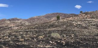Desert hillside after a wildfire: blackened soil with sparse shrubs and scattered rocks under a clear blue sky