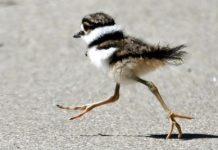Small black-and-white shorebird chick running across a paved surface on a road or sidewalk.