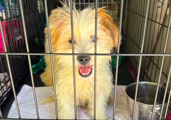 Small fluffy dog in a metal crate, sitting on a towel with a metal bowl nearby, smiling at the camera.