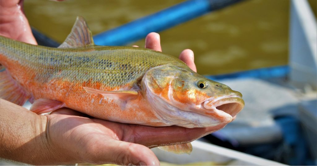 Rainbow trout being held by a fisher on a boat.