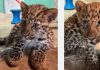 Critically endangered Amur leopard cubs make Hogle Zoo habitat debut Young leopard cub with a spotted coat rests on a brick surface, looking off to the left in an outdoor area with a turquoise wall behind.