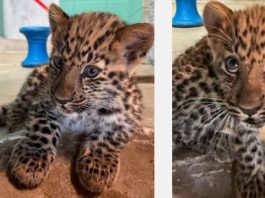 Young leopard cub with a spotted coat rests on a brick surface, looking off to the left in an outdoor area with a turquoise wall behind.