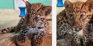 Young leopard cub with a spotted coat rests on a brick surface, looking off to the left in an outdoor area with a turquoise wall behind.