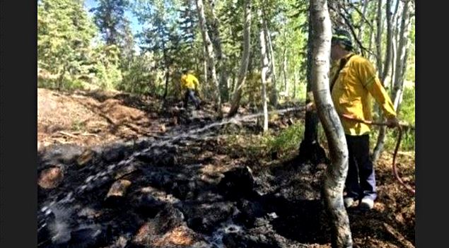 Two people in yellow jackets battle a small forest fire in a sunlit, wooded area, spraying water on charred ground.